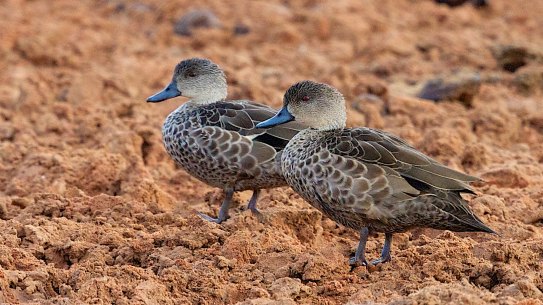 Two grey teal ducks, among the species  of waterbirds that have not seen a bounce in numbers despite better rains.