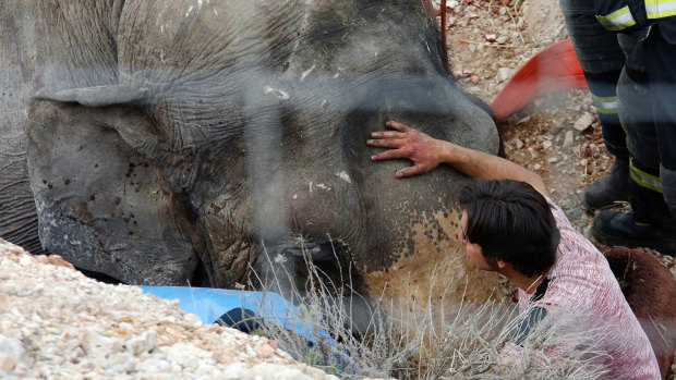 A man checks on one of the elephants.  Three of them have minor cuts and one has injuries to her legs.