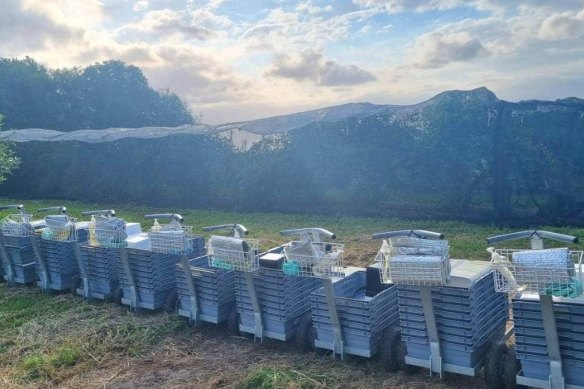 The pickers arrived at Bay Blue Blueberries to find the trees had been stripped.
