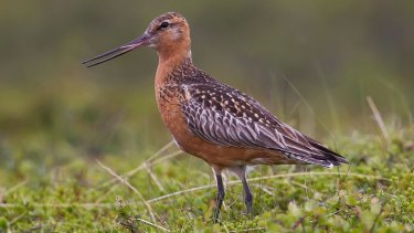 Then-environment minister Josh Frydenberg asked to protect the vulnerable bar-tailed godwit at Toondah Harbour.