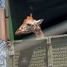 Drivers stunned as giraffe pokes its head from back of truck on busy highway