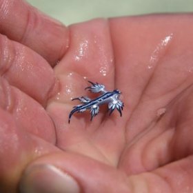 The  blue dragon absorbs the venom of bluebottles but is harmless to humans. 