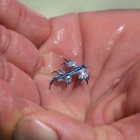 The  blue dragon absorbs the venom of bluebottles but is harmless to humans. 