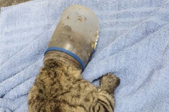 Peanut had to be sedated by a vet to get the jar off his head.