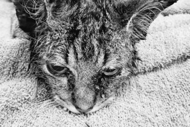 Cat With Peanut Butter Jar Stuck On His Head Caught After Two Week Hunt