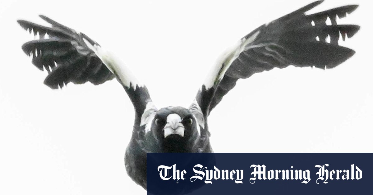 Swooping season: How one angry magpie injured 15 people in 42 recorded swoops