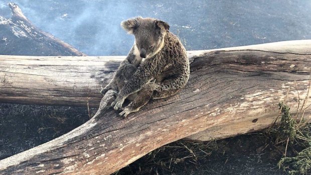 A koala and its joey rescued from bushfires around the Gold Coast in September. 