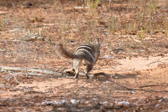 A numbat hightails its way into its new home after being released into the Mallee Cliffs National Park.
