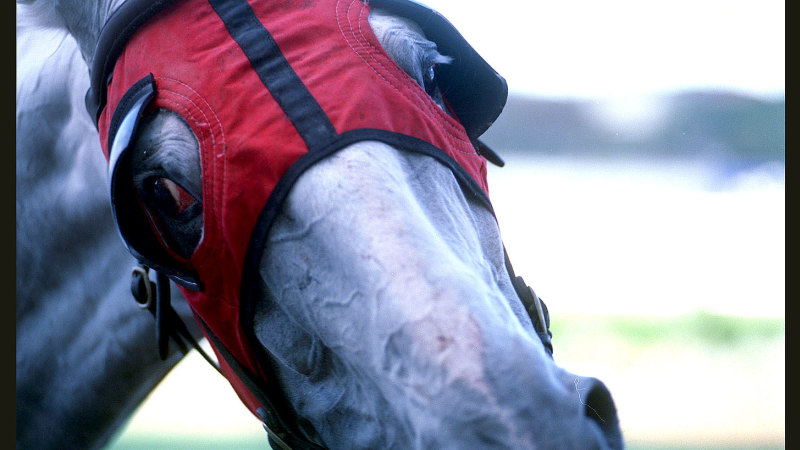 Race-by-race preview and tips for Friday meeting at Ballina