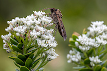 Allergies bad right now? Blame the bogong moths