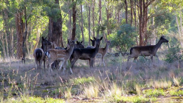 Since July 2016 the Brisbane City Council has received about 140 reports of feral deer sightings in the city’s western suburbs.