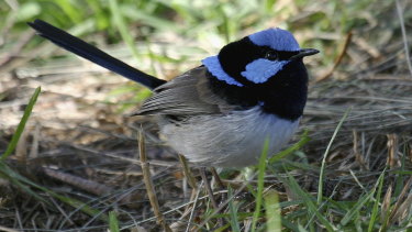 Reported sightings of Superb Fairy-wrens have halved in Melbourne over the past seven years. 