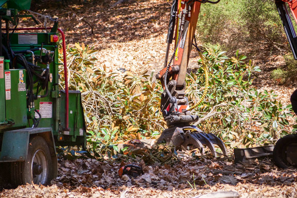 Infected trees are cut down in Kings Park. 