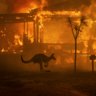 Bouncing back: tales of the unexpected from the Black Summer bushfires