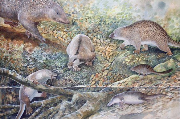 Six ancient species of monotreme have emerged from Lightning Ridge opalised fossils, including the “echidnapus” (bottom left).