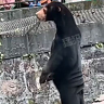 ‘Human in disguise’: Chinese zoo forced to deny bear is a person