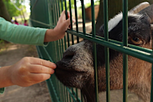 A young girl who caught a rare bacterial infection after visiting a petting farm in Victoria has died from the disease.