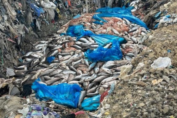 As waters warm, scientists warn that Tasmania’s oceans will become increasingly unfriendly for salmon farming.