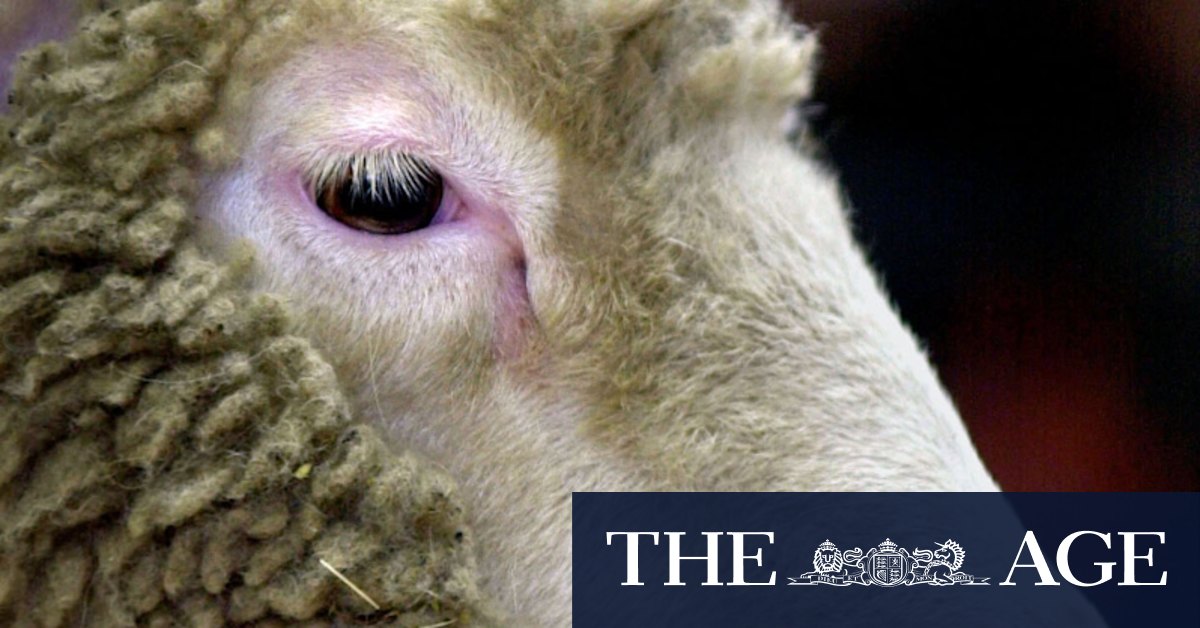 Dolly the sheep scientist Ian Wilmut dies aged 79 - Vimarsana News