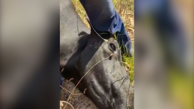 An image from footage showing a cow after it was euthanised following the crash.