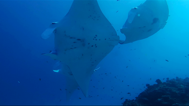 UQ researchers have found manta rays home ranges extend for more than 1000 kilometres, more than double what was previously thought.