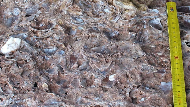 Mollusc shells and other seafood fragments discovered in the Figueira Brava cave.