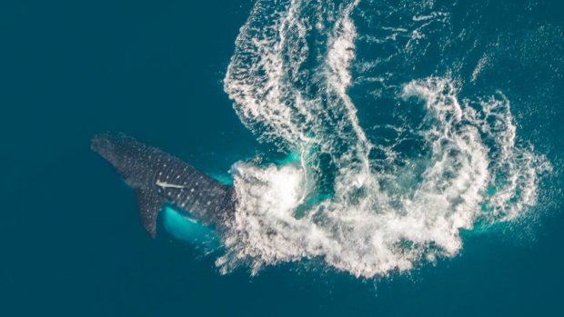 The encounter was brief, with the female shark diving into the ocean after a few minutes. 