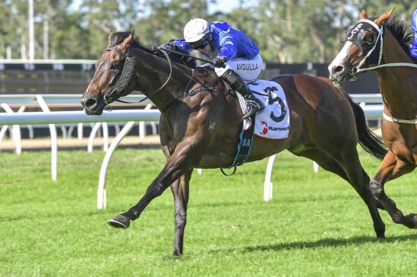 Two Big Fari has notched an impressive five wins from eight starts.