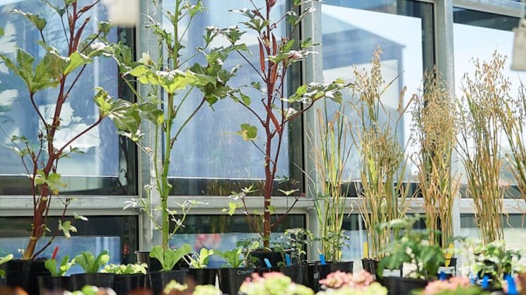 smh.com.au - Doug Bright - ClearVue targets Qatar greenhouse boom with solar glass