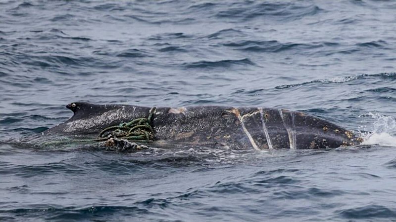 Humpback whale rescue : Authorities search for entangled juvenile whale near Wilsons Promontory
