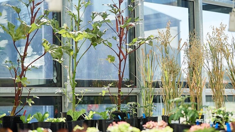 ClearVue secures Qatar University greenhouse trial for its solar glass