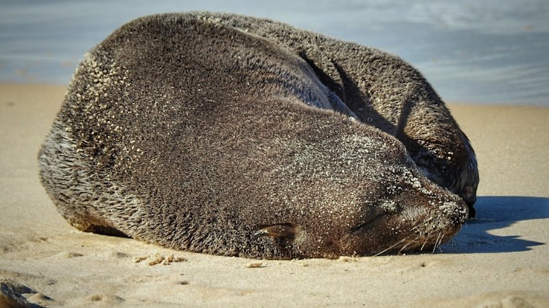 Deadly bird flu detected in local bird, suspected in seal