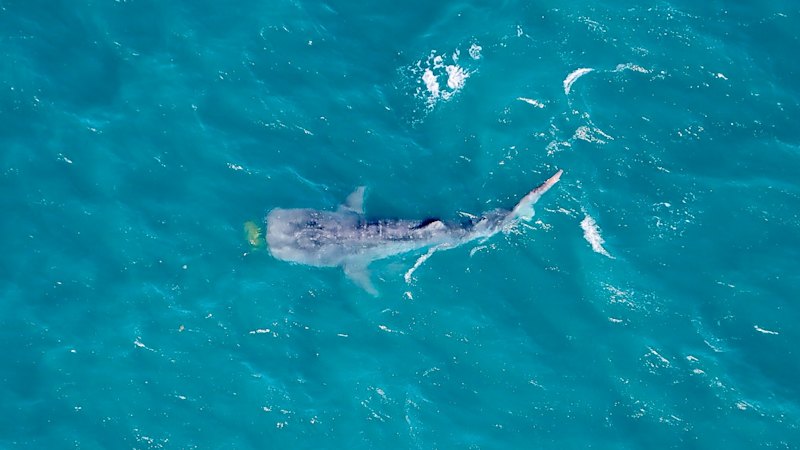 WA news LIVE: Ningaloo ‘relatively unscathed’ by Narelle as roads reopen to holiday hotspots