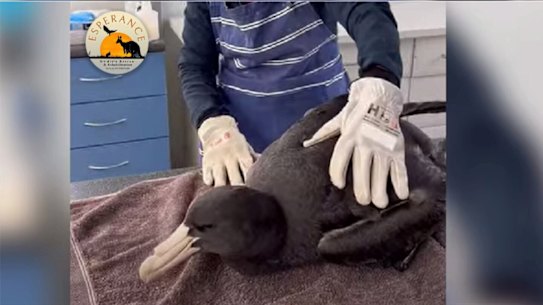 Un petrel enfermo que luego murió de gripe aviar.