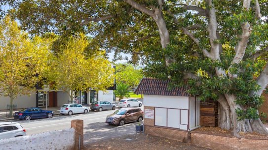 The fig tree, which also covers a well-loved local cafe, could be demolished.