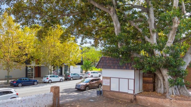 Historic Freo tree faces axe as council backflips on protection – again