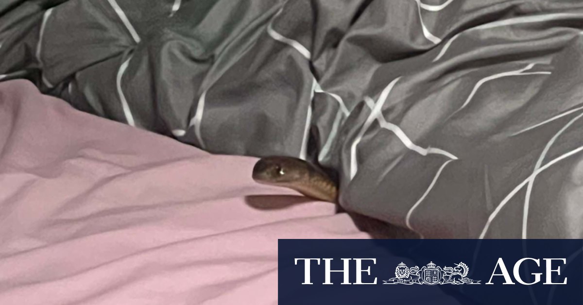 Venomous snake bites woman while lying in her own bed - Vimarsana News
