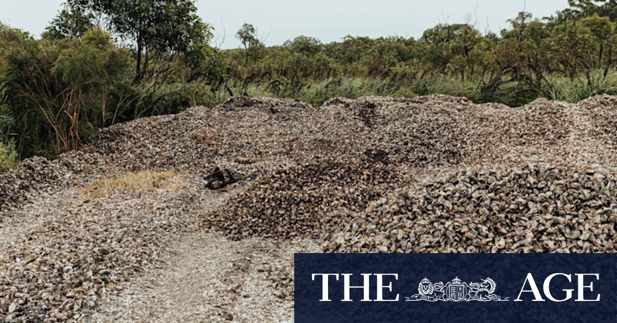 Sydney rock oysters: QX disease destroys Port Stephens' crop, farmers' incomes - Vimarsana News