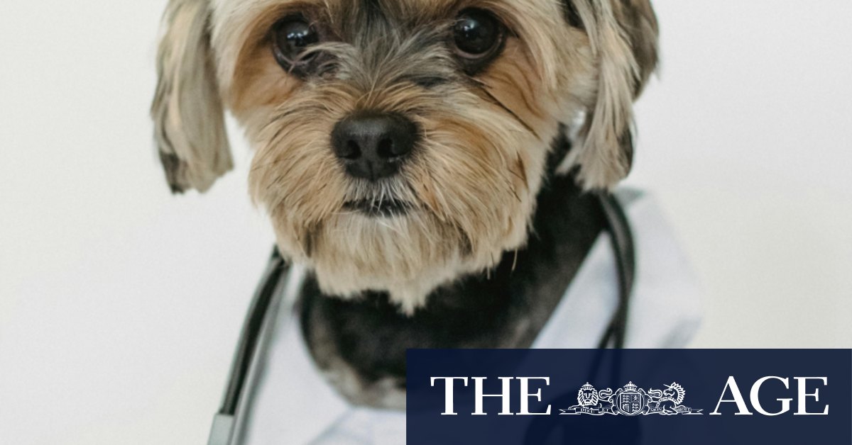 Optiscan joins US vet school to trial cancer imaging on pets