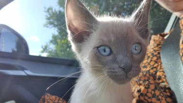 Illegal Kittens From A Car Boot How An Animal Cruelty Peddler