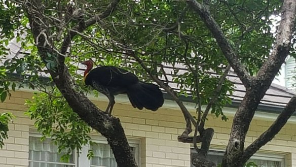 Resident Catherine Louise photographed a brush-turkey outside her house in Greenwich, on Sydney's north shore.