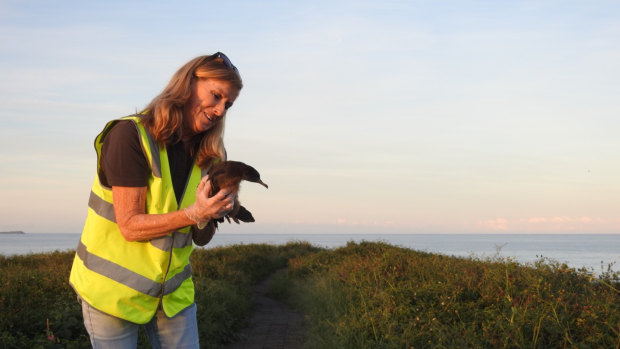 Each autumn WIRES and NSW National Parks rescue hundreds of wedge tail shearwaters that have been lured into Coffs Harbour by night lights. 