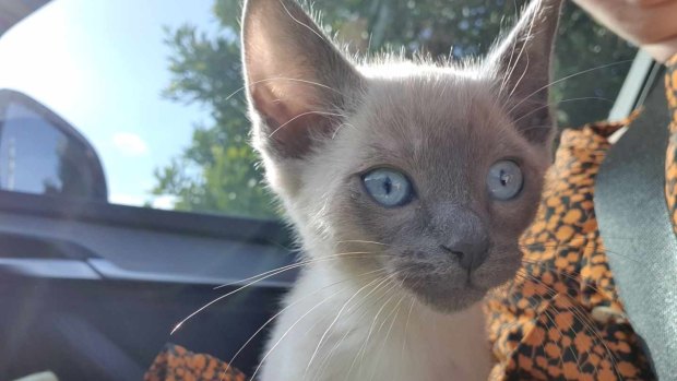 Warragul family say they bought this kitten off Con Petropoulos in a Ballarat car park in June despite the seller telling the family his name was "Tom". She found him on Gumtree.