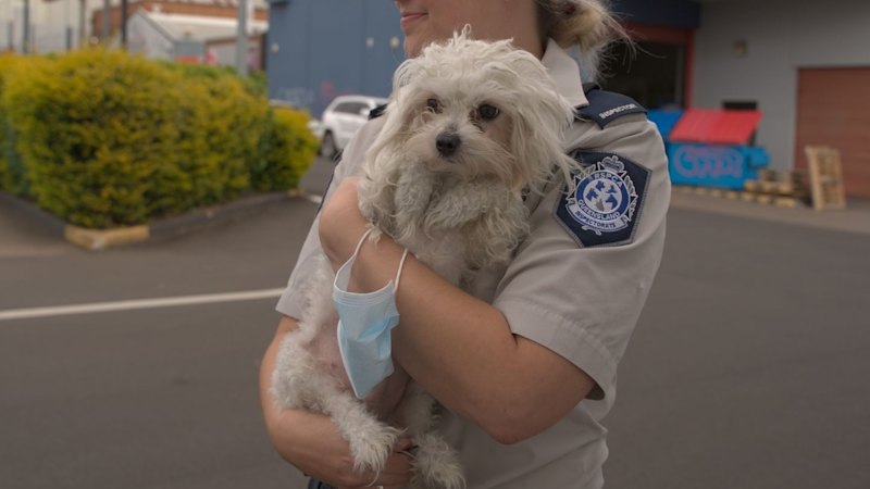 RSPCA Queensland to cough up millions to underpaid staff