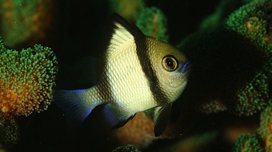 Sydney's marine life turning troppo as coral, other species head south