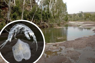 An aquifer vital to stygofauna feeds the Pilbara’s Weeli Wolli Creek. 