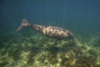 A dugong in the Gulf of Exmouth.