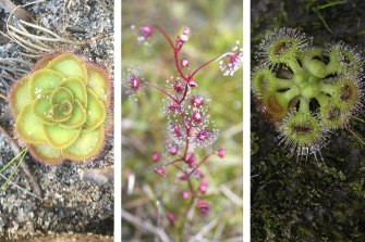 WA is home to the most species of carnivorous plants in the world with many – including sundews such as drosera zonaria, drosera heterophylla and drosera glanduligera – found in the Greater Brixton Street Wetlands.