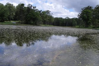 A cabomba infestation at Siebs Dam in Queensland.