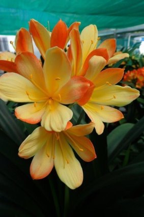 The shade-tolerant clivia blooms at this time of year.